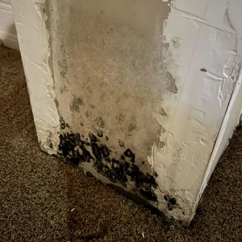 Professional Mold Removal in Elkhorn, WI